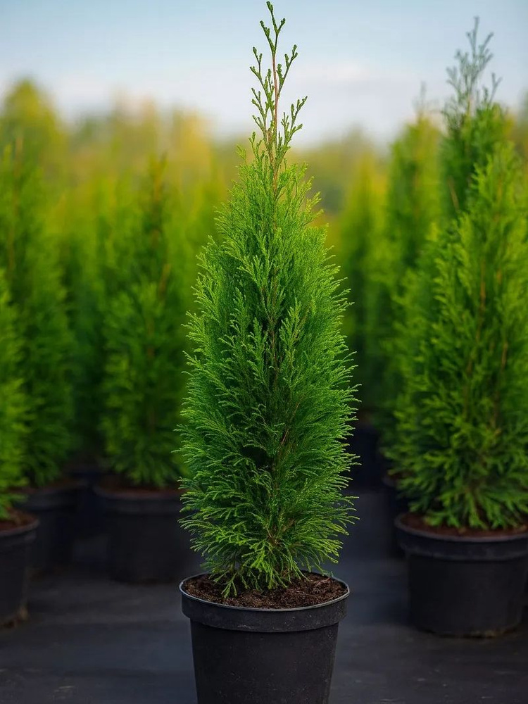 Туя премиум