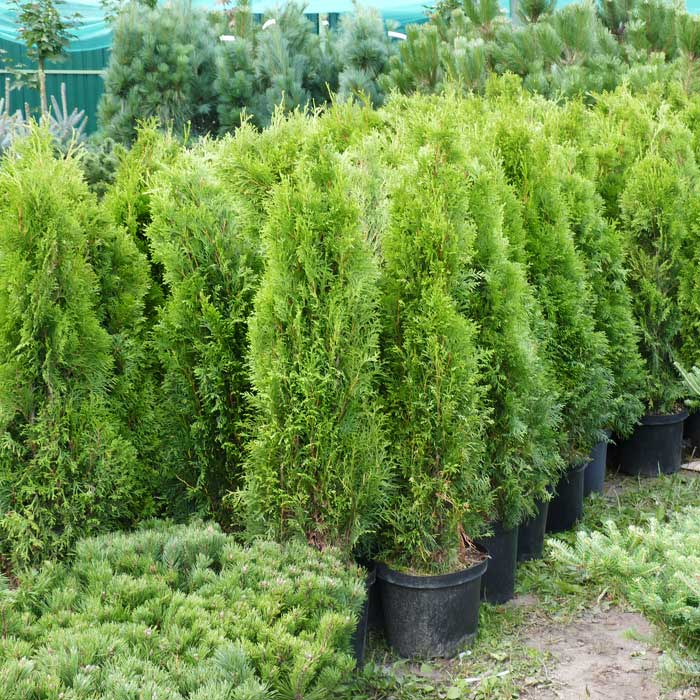 Зонирование участка